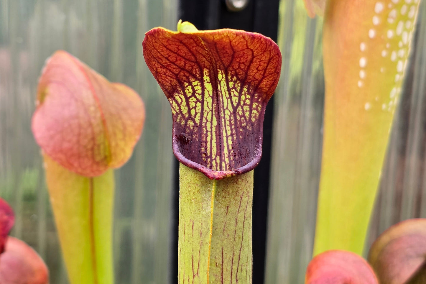 Sarracenia alata var. ornata 'Heavy Veins Turning Red Form' - American Pitcher Plant