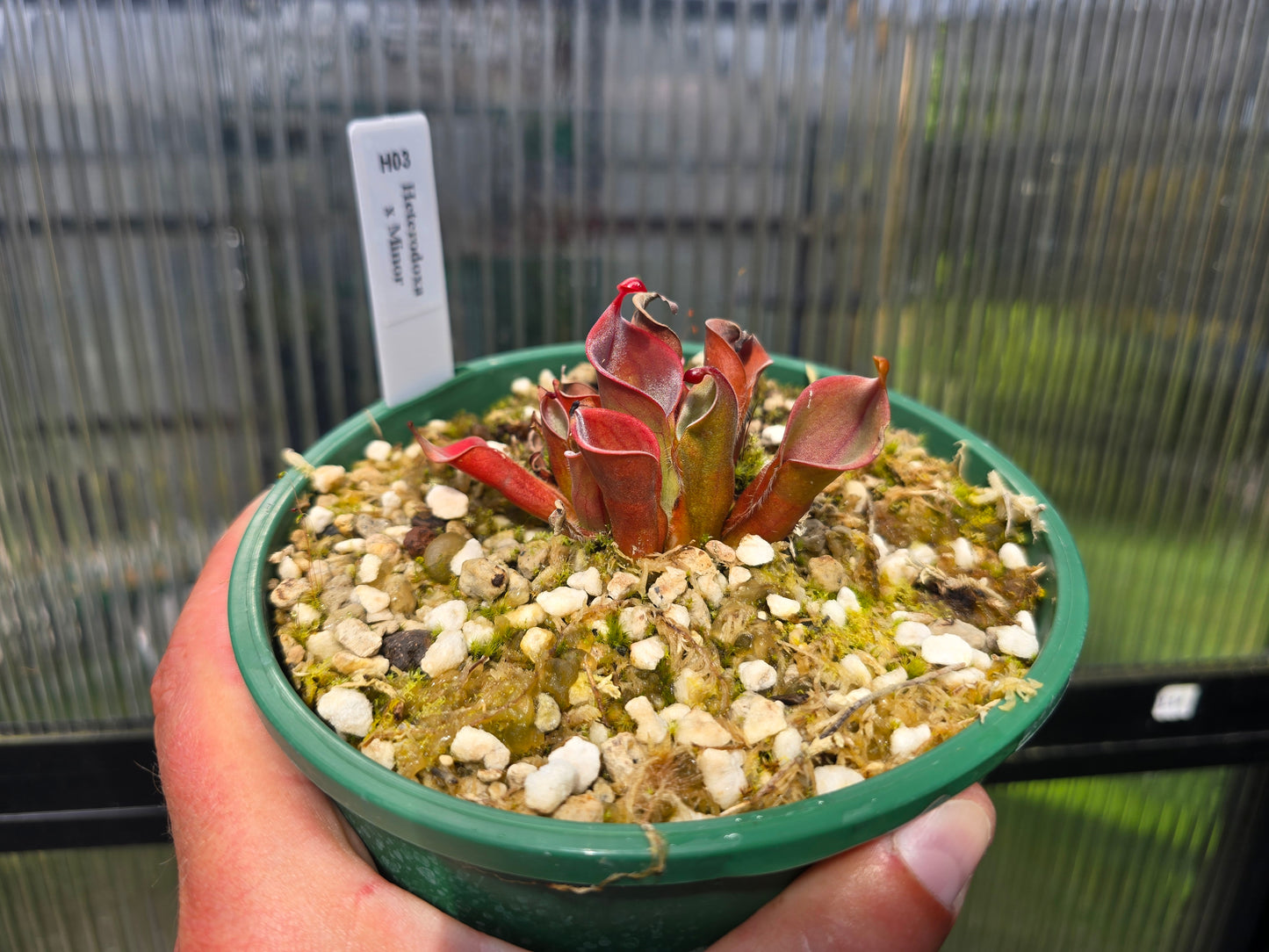 Heliamphora heterodoxa x minor - Sun Pitcher