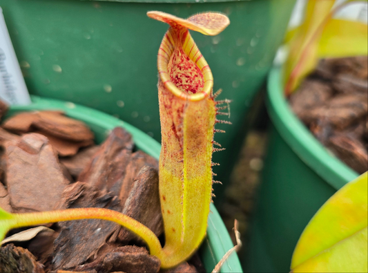 Nepenthes (burbidgeae x fusca) x macfarlanei - Highland Tropical Pitcher Plant