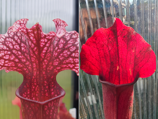 Gift Pack - Sarracenia (American Pitcher Plants) - Option 1