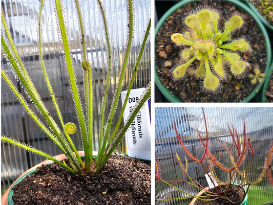 Gift Pack - Drosera (Sundews)