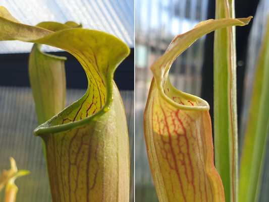 Gift Pack - Sarracenia (American Pitcher Plants) - Option 2