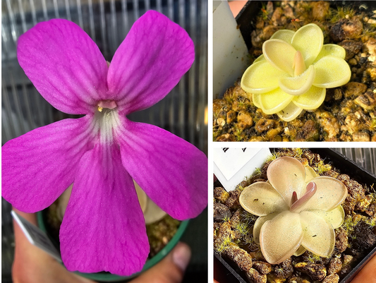 Gift Pack - Pinguicula (Mexican Butterwort) - Option 1