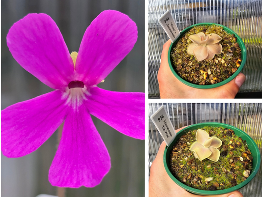 Gift Pack - Pinguicula (Mexican Butterwort) - Option 2