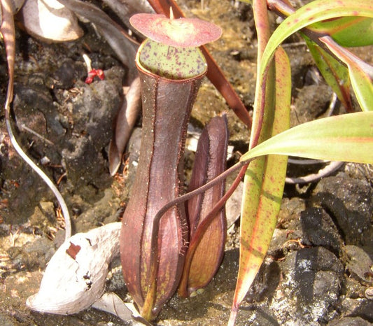 Nepenthes gracilis 'Brown Form' - Lowland Tropical Pitcher Plant