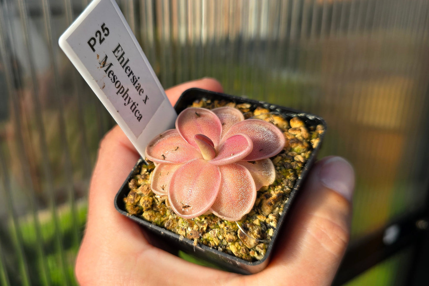 Pinguicula ehlersiae x mesophytica - Mexican Butterwort