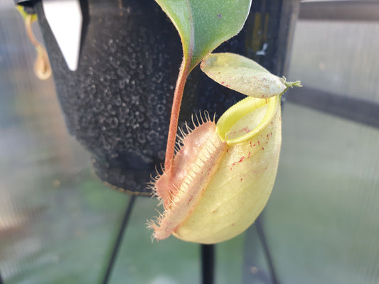 Nepenthes 'Susan' - Lowland Tropical Pitcher Plant