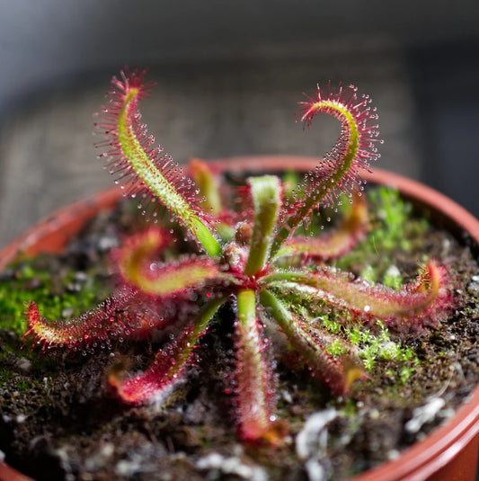 SEED - Drosera latifolia - Broad Leaf Tropical Sundew - 15+ Per Packet