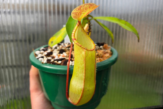 Nepenthes tobaica - Intermediate Tropical Pitcher Plant