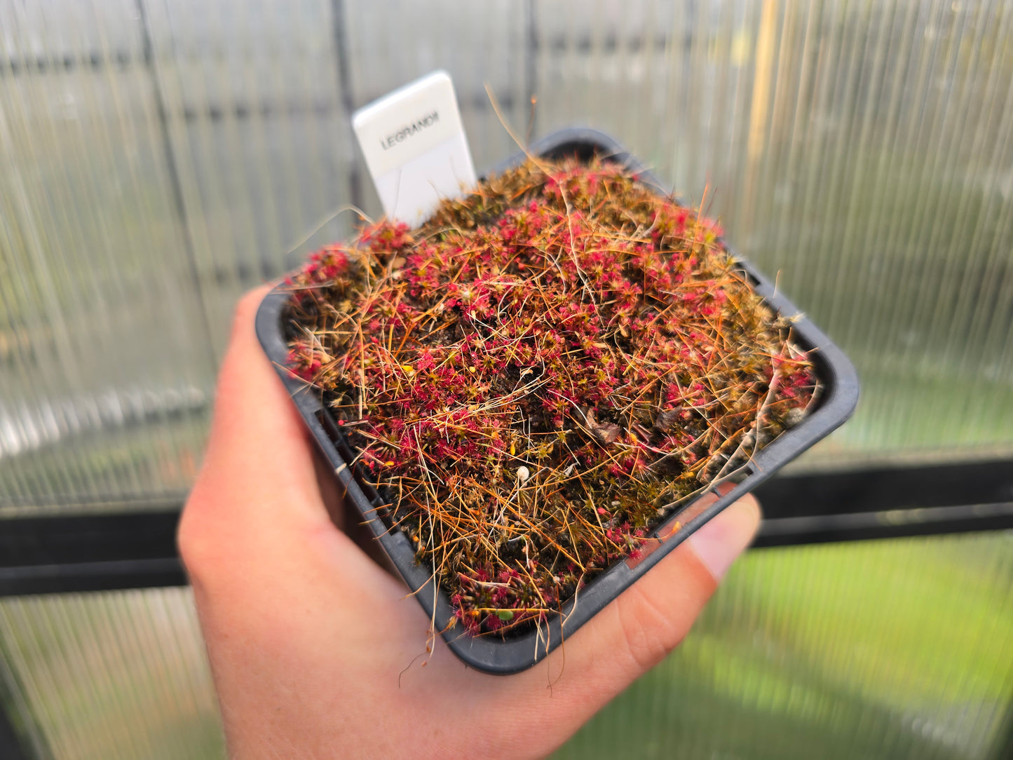 Drosera 'Legrandii' - Pygmy Sundew