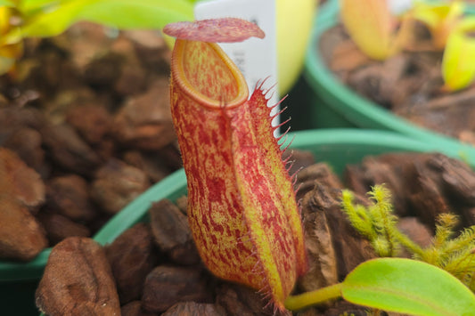 Nepenthes alata - Red Speckled Form (Banquet, Luzon, Philippines) - Intermediate Tropical Pitcher Plant