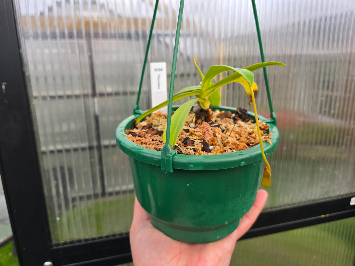 Nepenthes maxima (Female) - Intermediate Tropical Pitcher Plant