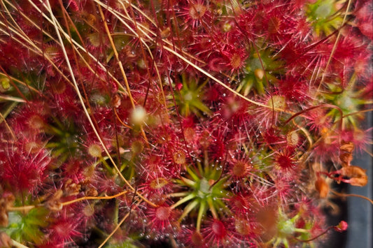 Drosera 'Legrandii' - Pygmy Sundew