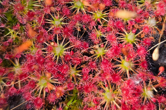 Drosera 'Carbarup' - Pygmy Sundew