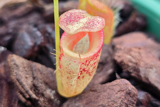 Nepenthes talangensis (Barisan Mountains, Indonesia) - Highland Tropical Pitcher Plant