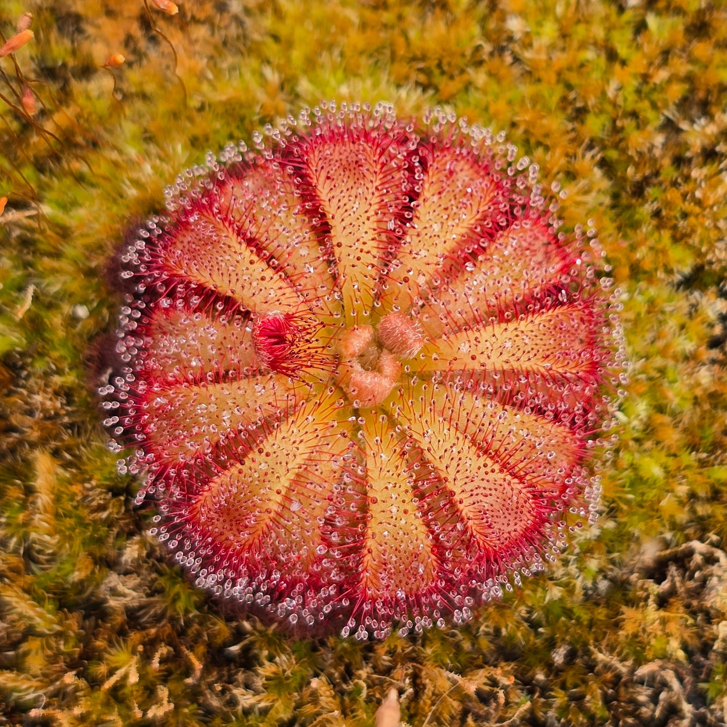 Drosera aliciae - Alice Sundew