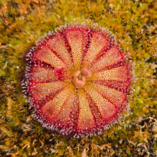 Drosera aliciae - Alice Sundew