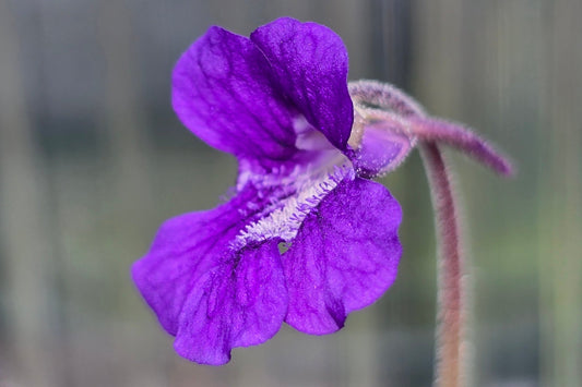 Pinguicula grandiflora - Temperate Large-Flowered Butterwort