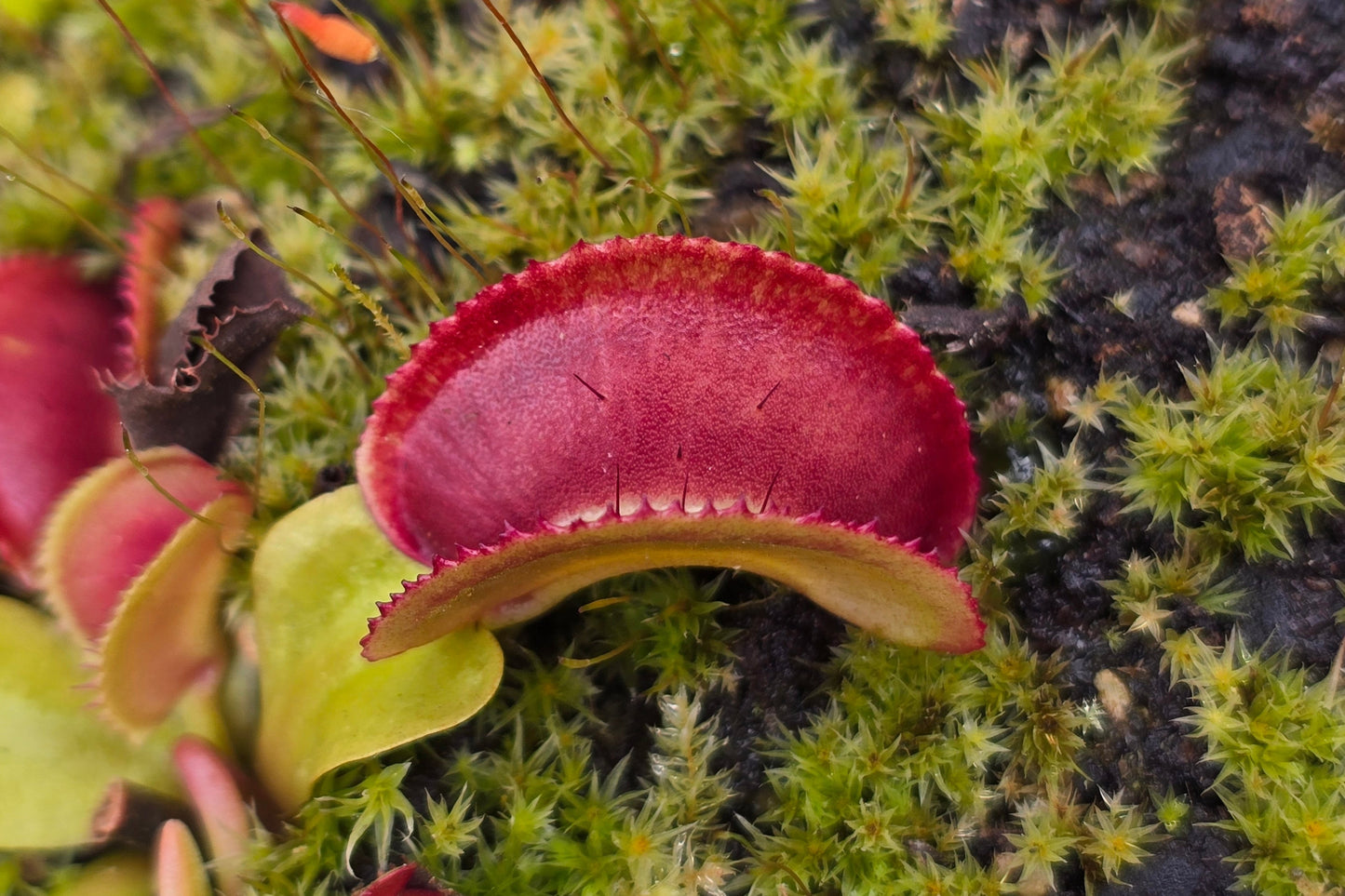 Dionaea muscipula 'Giant Microdent' F1 - Venus Fly Trap