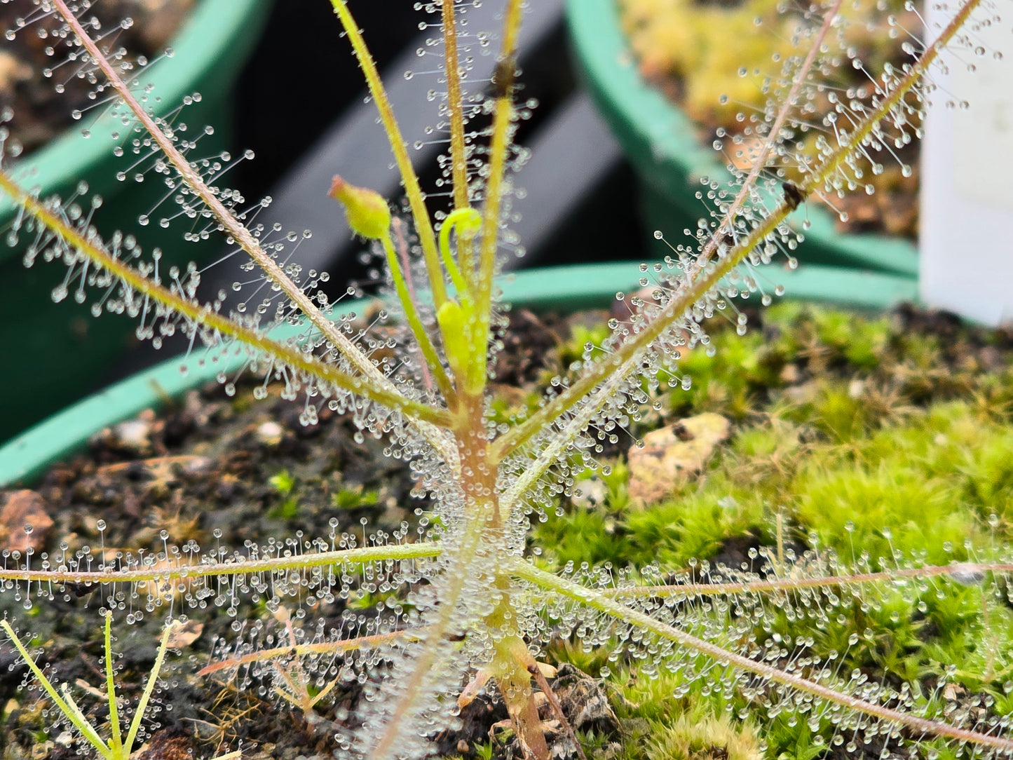 Byblis liniflora - Rainbow Plant