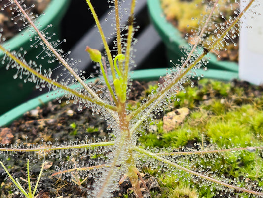 Byblis liniflora - Rainbow Plant