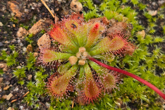 Drosera spatulata -  Spatula Sundew