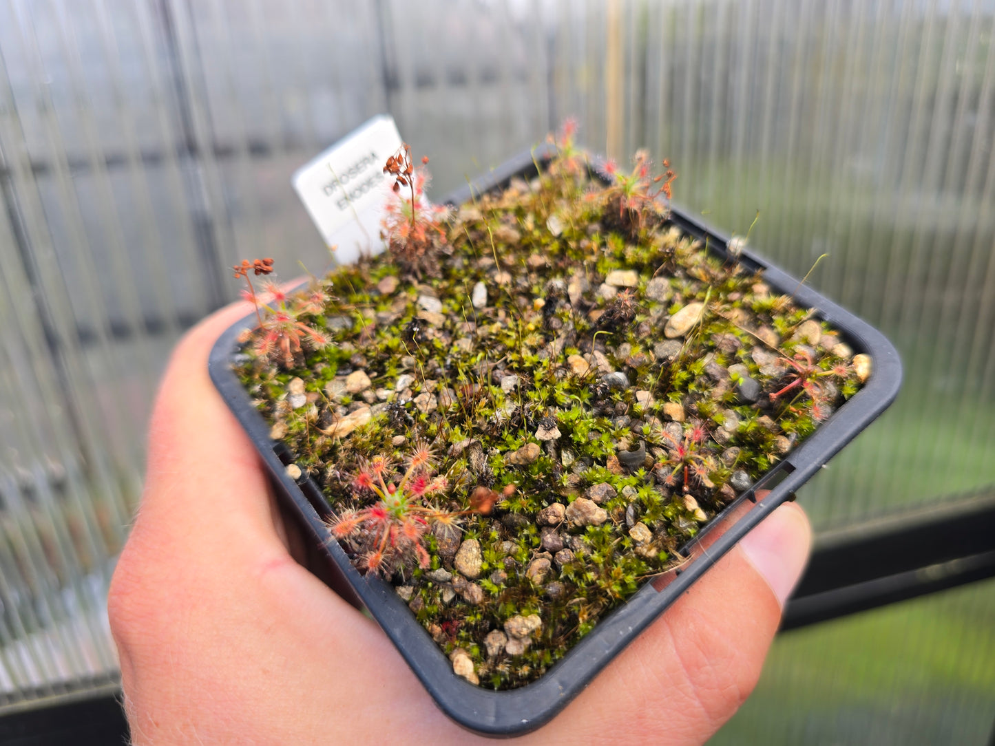 Drosera enodes - Pygmy Sundew