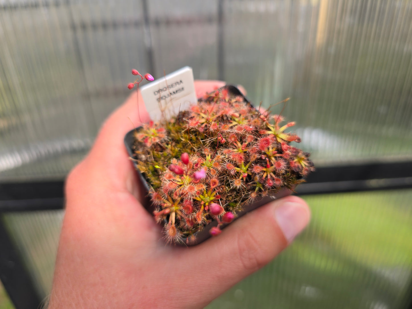 Drosera 'Sidjamesii' - Pygmy Sundew