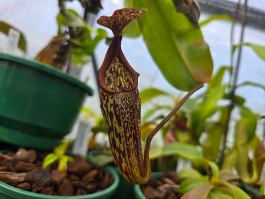 Nepenthes maxima (Female) - Intermediate Tropical Pitcher Plant