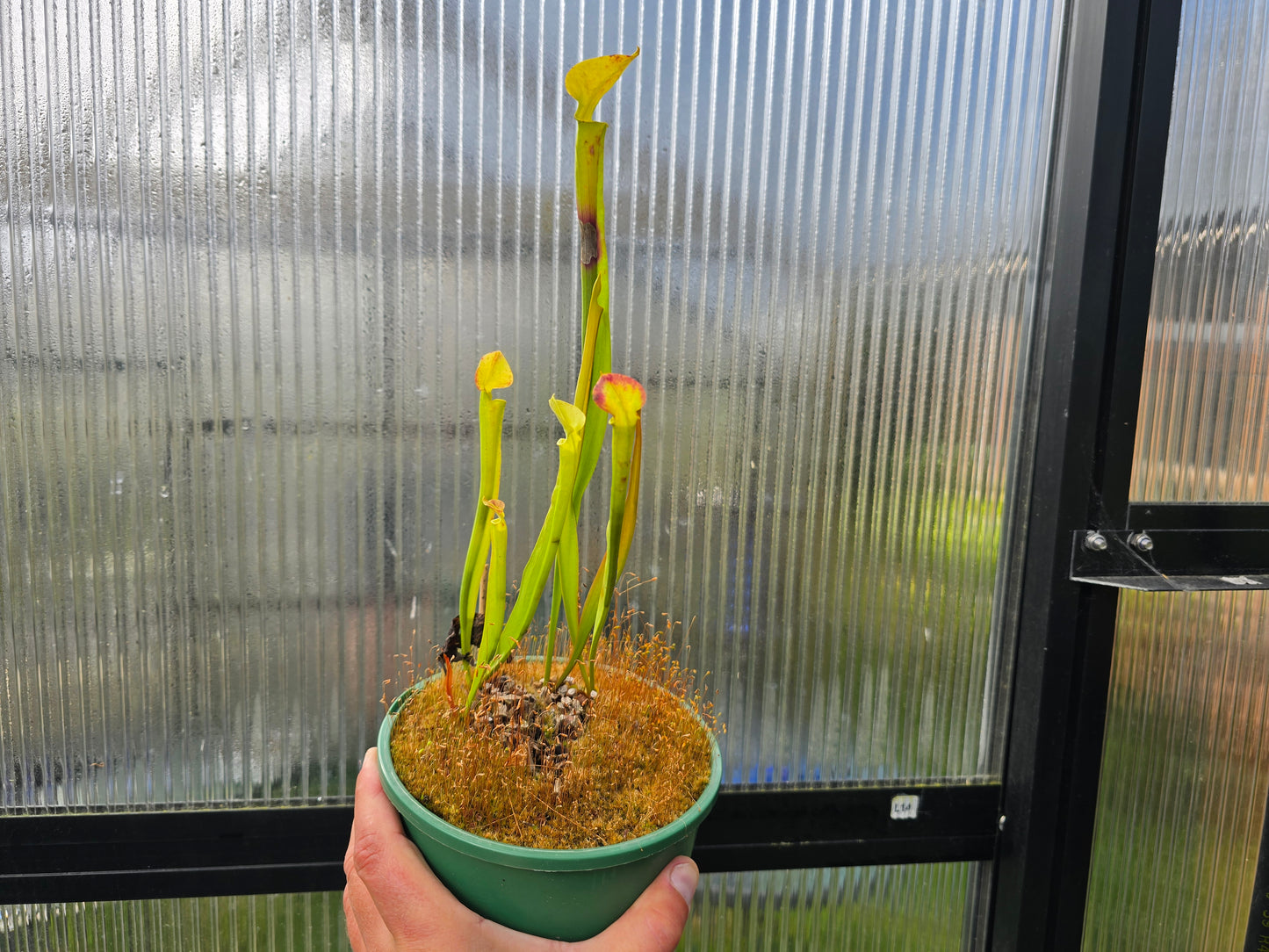 Sarracenia  Growers Pick - American Pitcher Plant