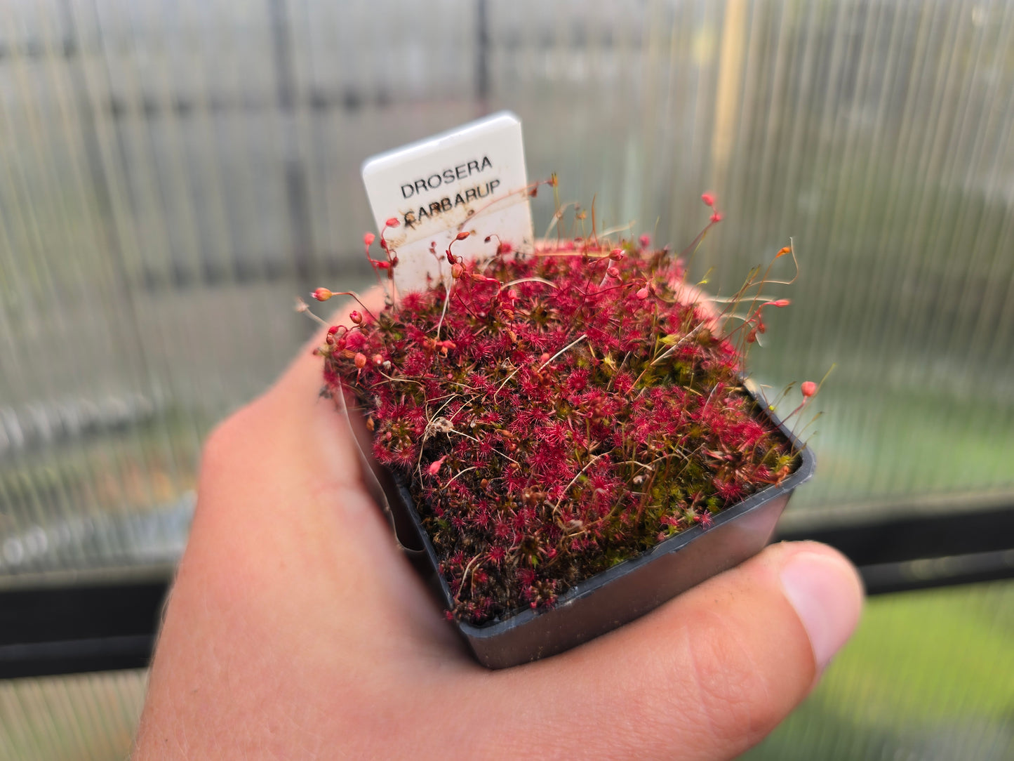 Drosera 'Carbarup' - Pygmy Sundew