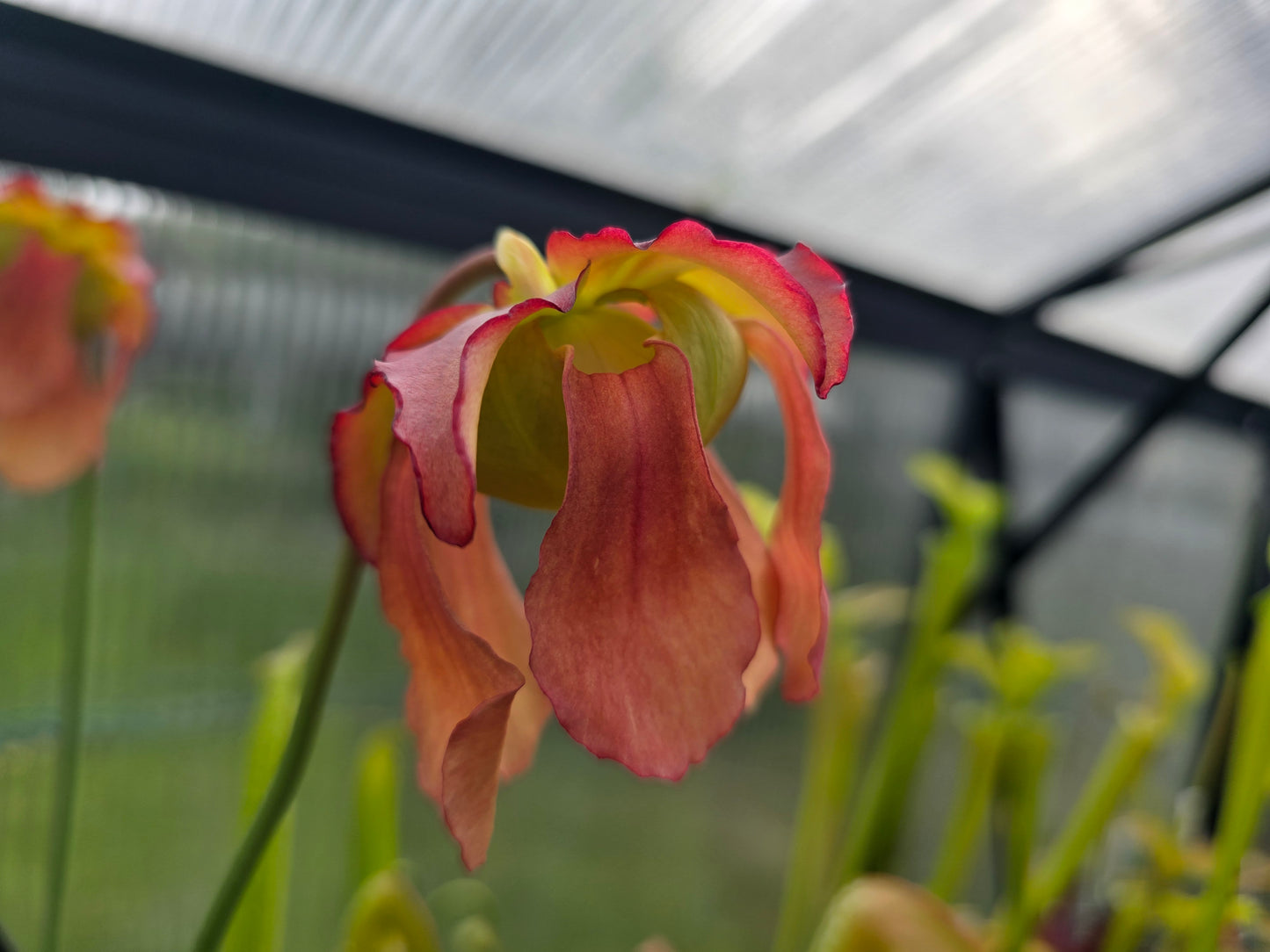 Sarracenia 'Judith Hindle' - American Pitcher Plant