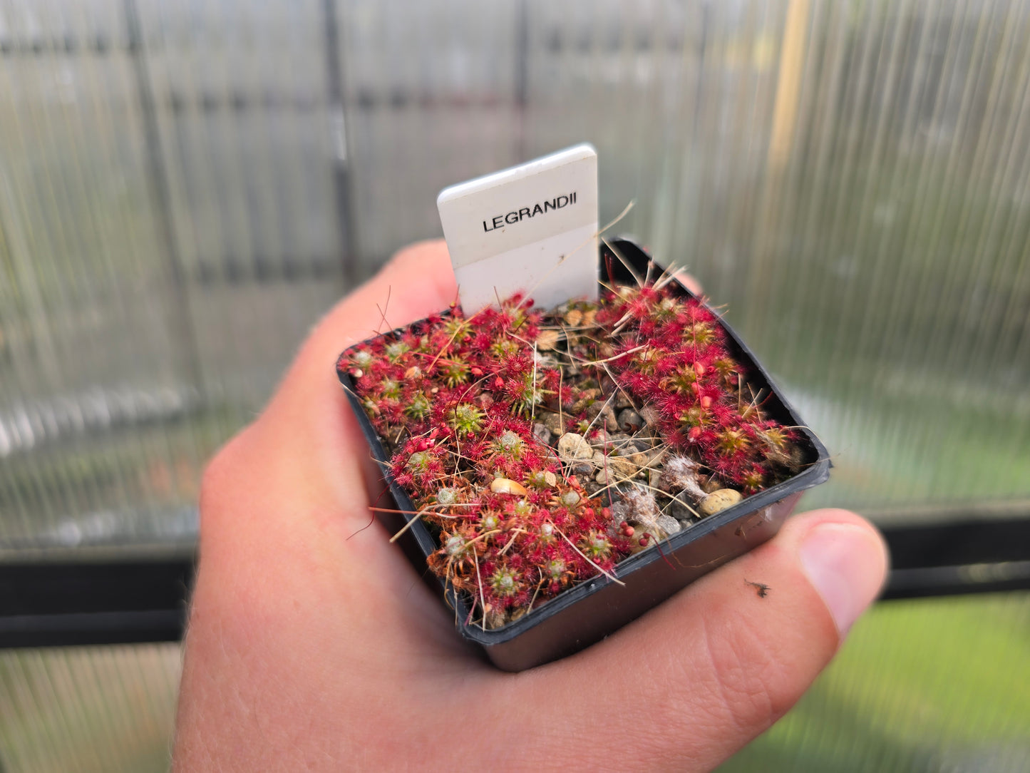 Drosera 'Legrandii' - Pygmy Sundew