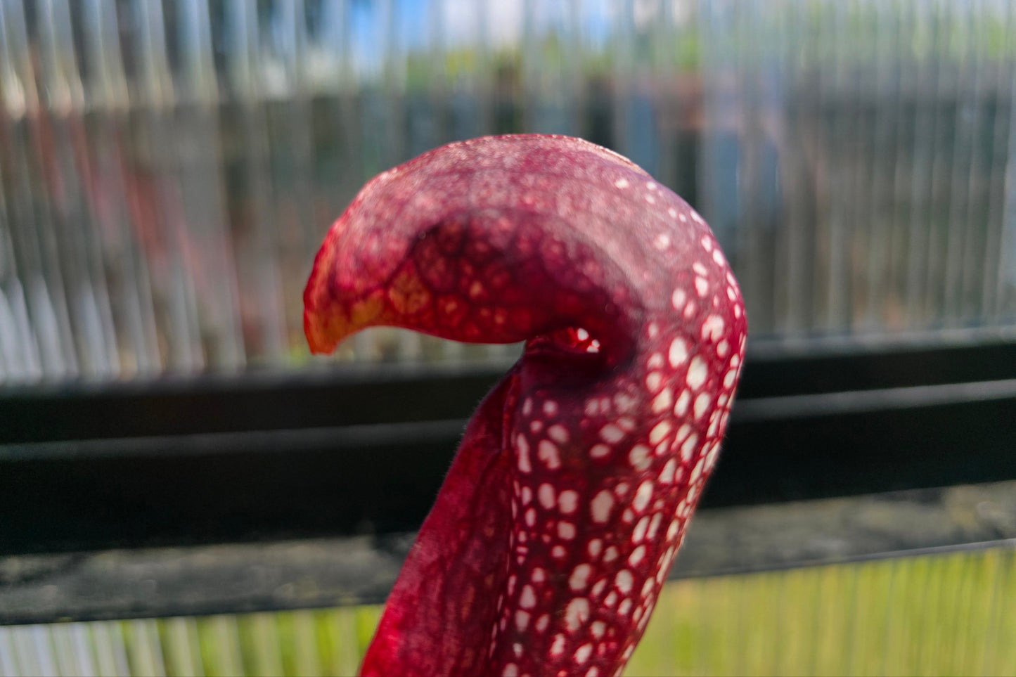 Sarracenia 'Formosa' - American Pitcher Plant