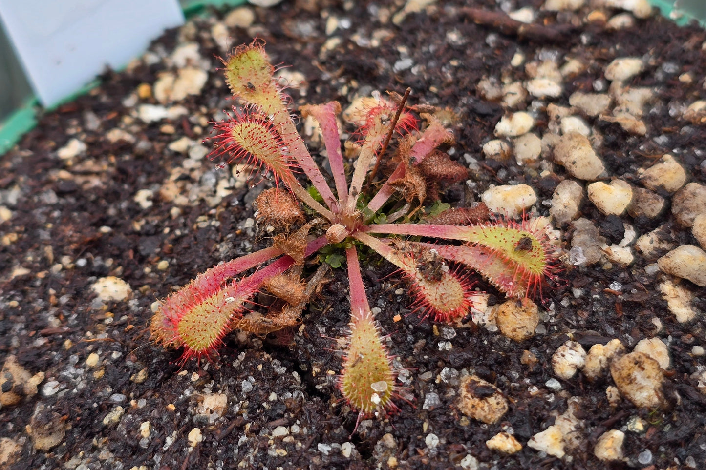 Drosera sp. Botswana (Okavango Delta, Botswana) - Sundew