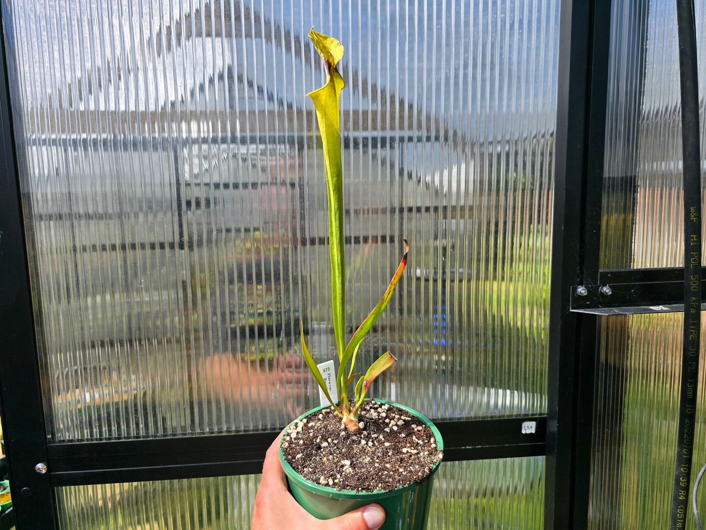 Sarracenia flava var. rugelii - American Pitcher Plant