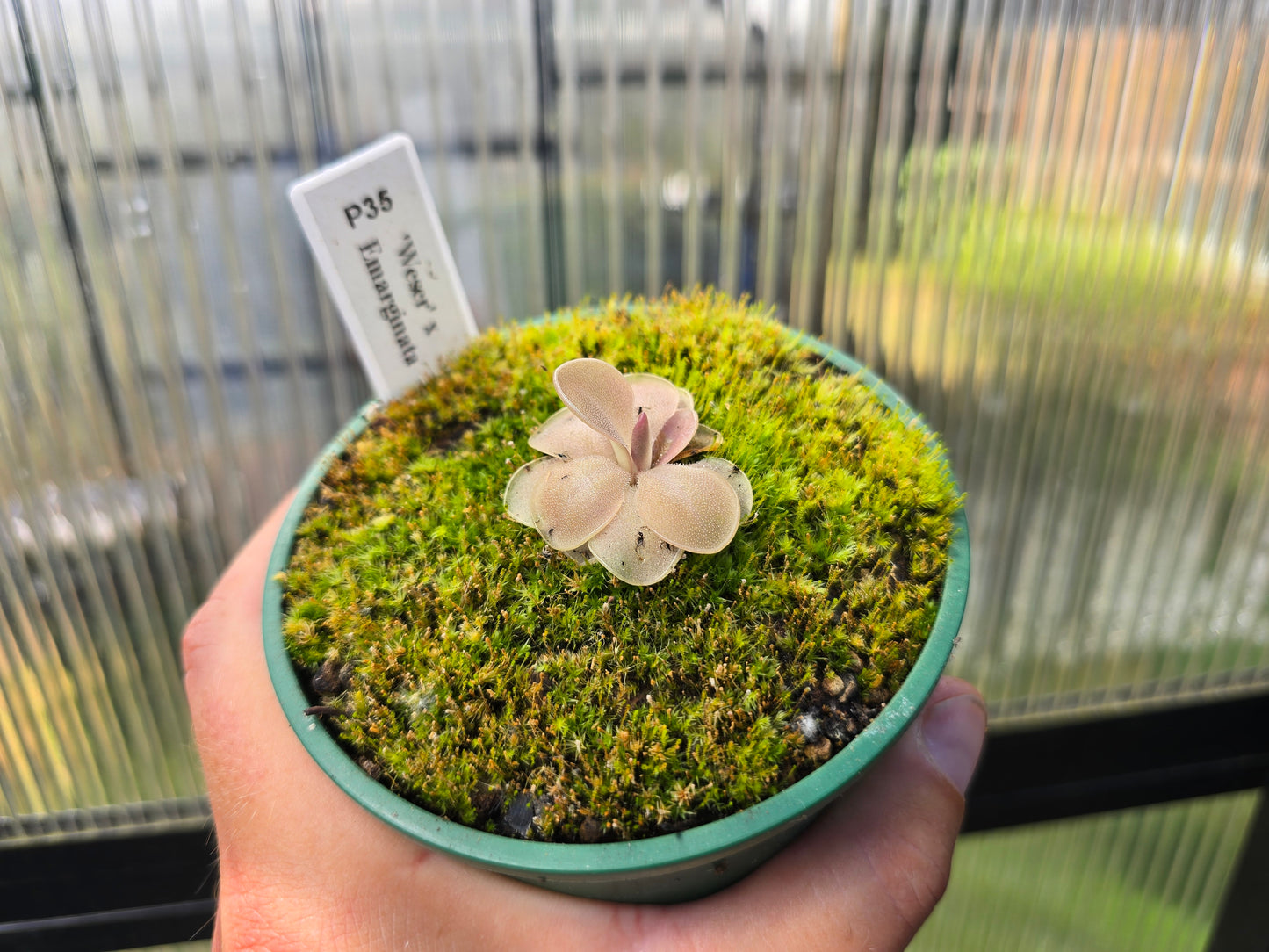 Pinguicula 'Weser' x emarginata - Mexican Butterwort