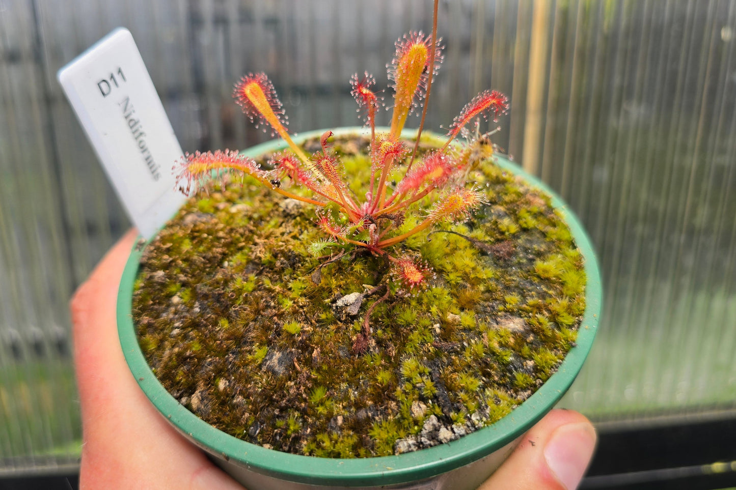 Drosera nidiformis - The Nestle Leafed Sundew