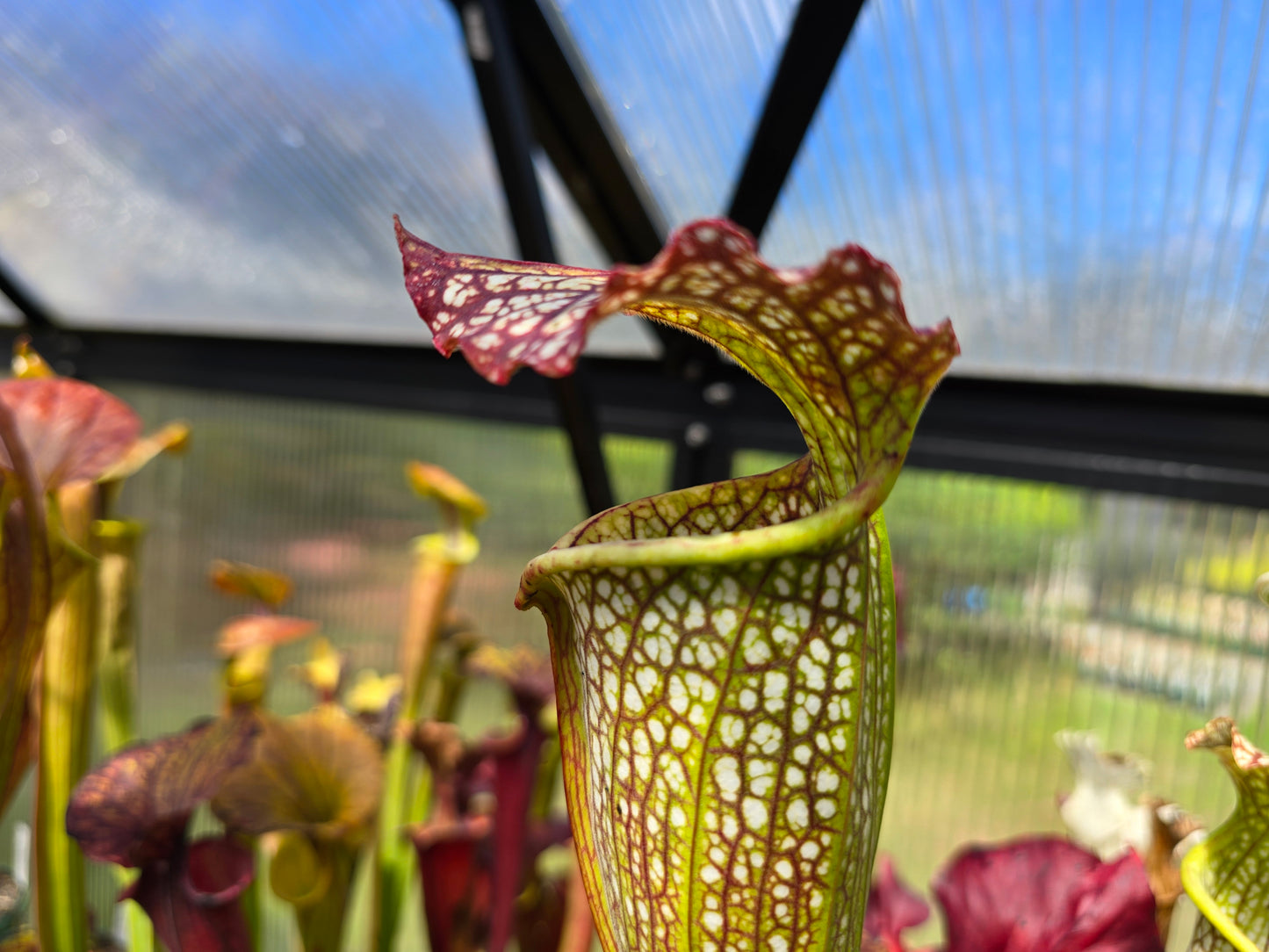 Sarracenia leucophylla x flava var. flava - American Pitcher Plant