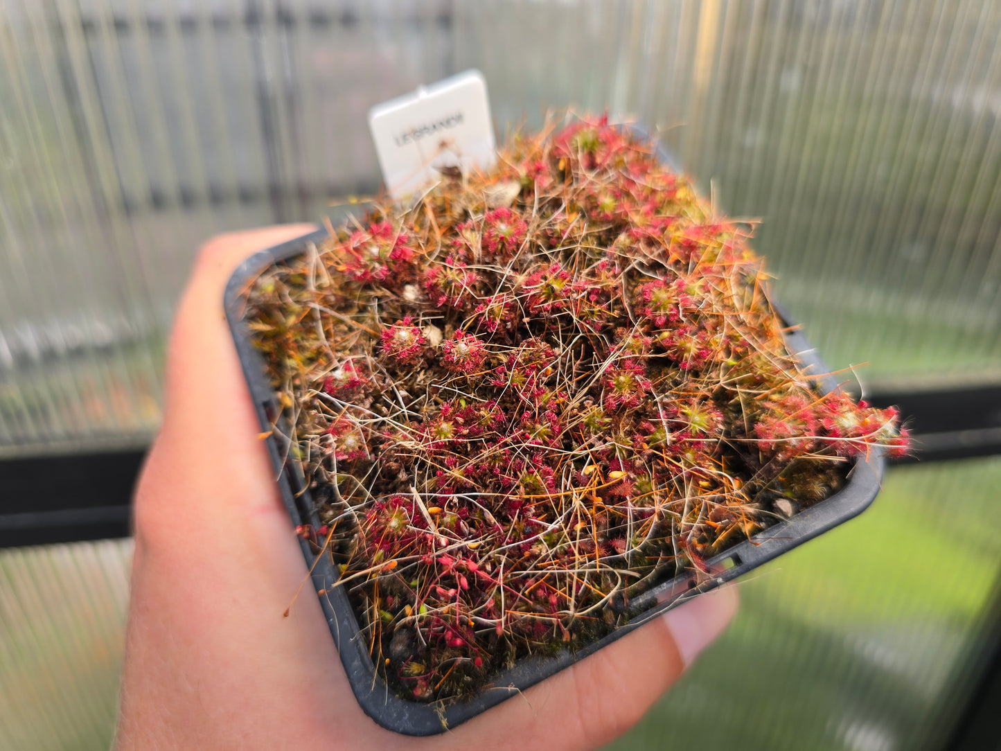 Drosera 'Legrandii' - Pygmy Sundew