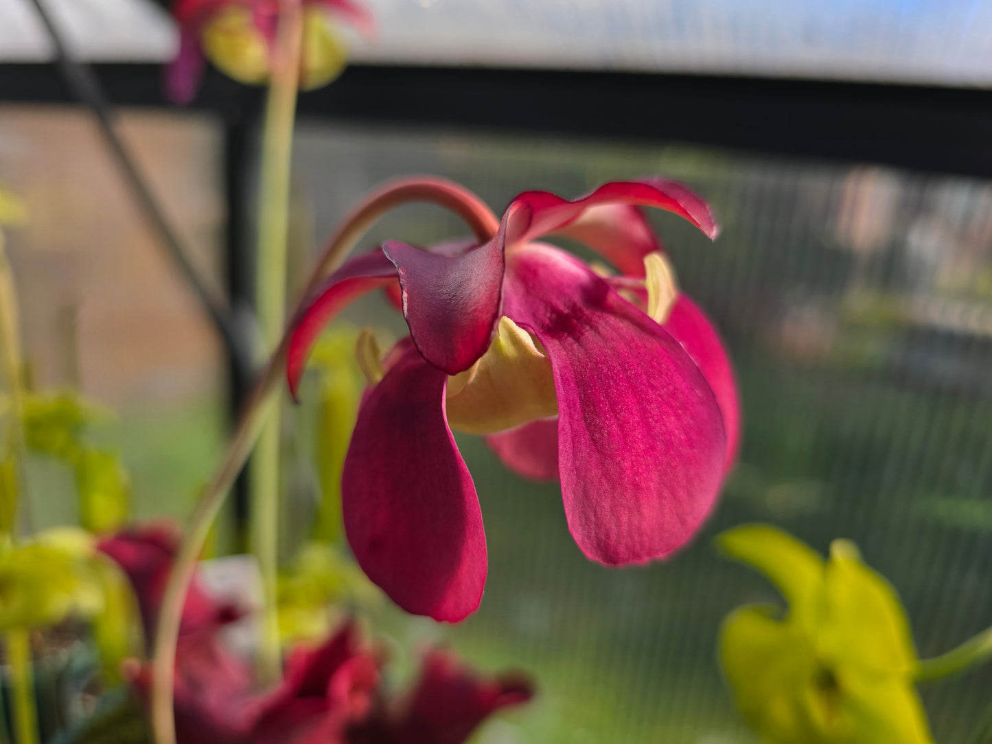 Sarracenia purpurea ssp. venosa - American Pitcher Plant