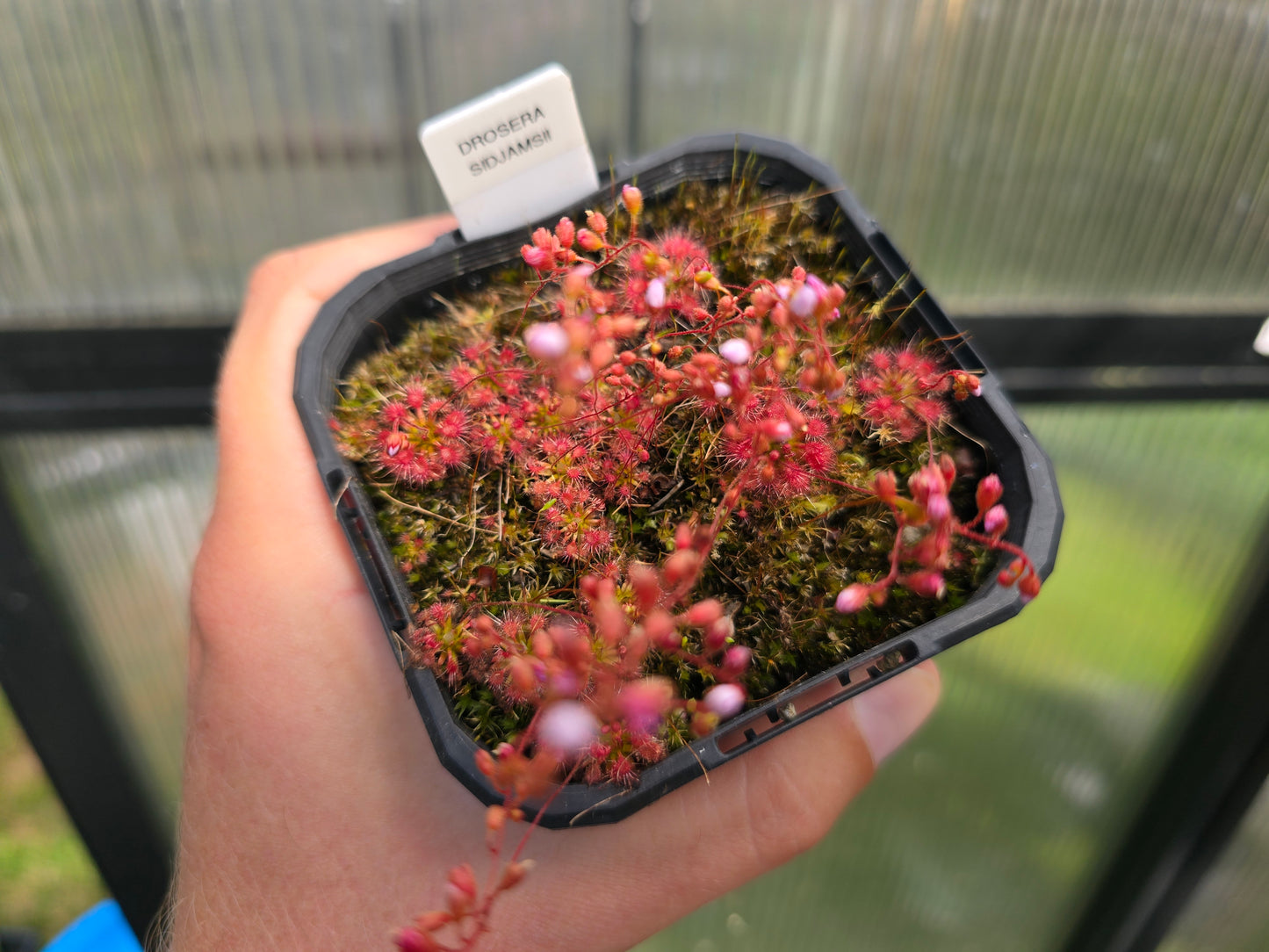 Drosera 'Sidjamesii' - Pygmy Sundew