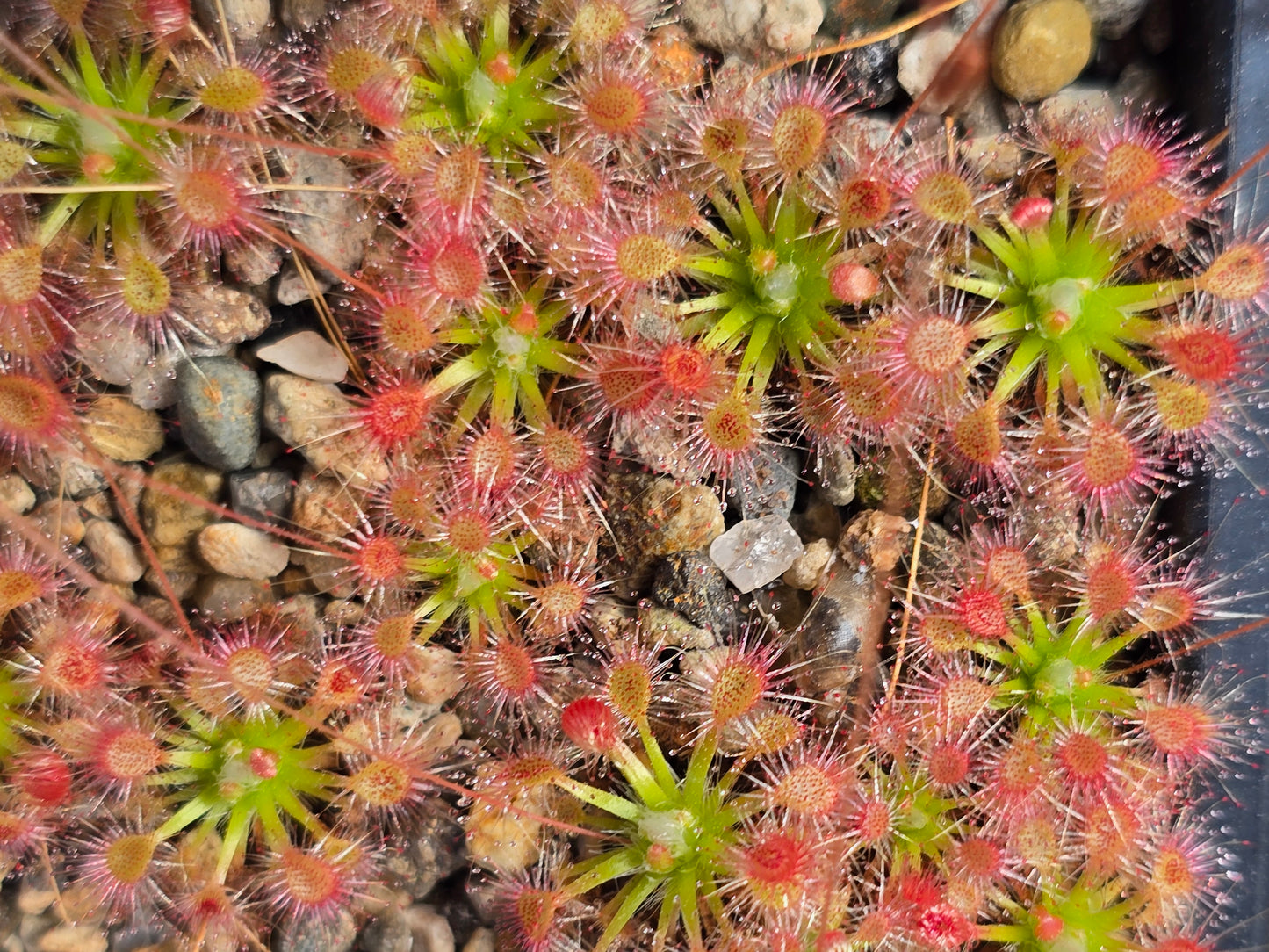 Drosera 'Sidjamesii' - Pygmy Sundew