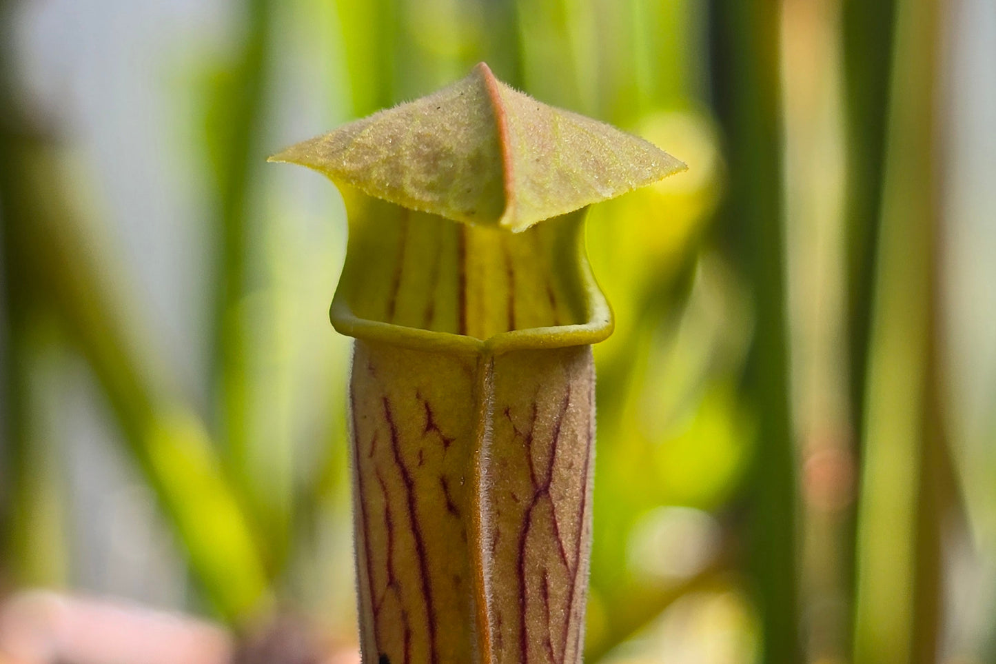 Sarracenia rubra ssp. wherryi - American Pitcher Plant