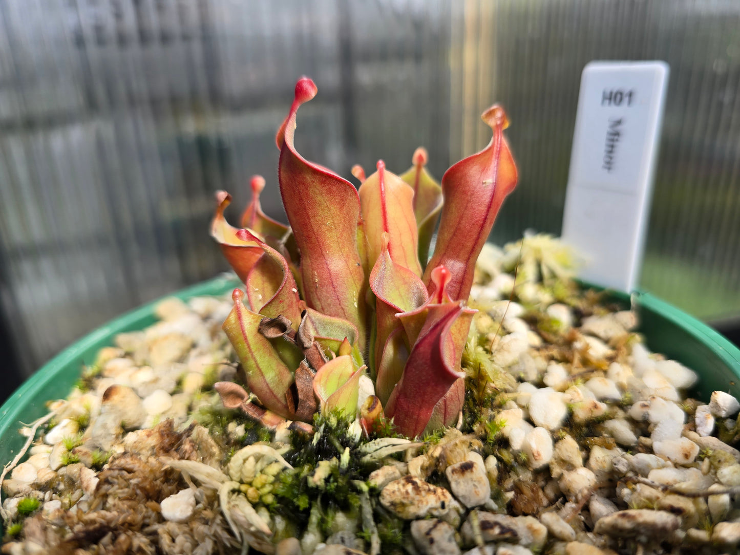 Heliamphora minor - Lesser Sun Pitcher