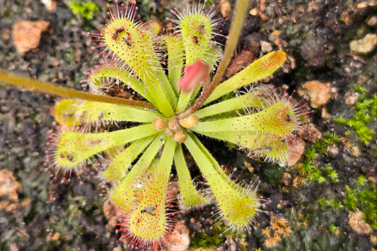 Drosera 'Snyderi' - Sundew