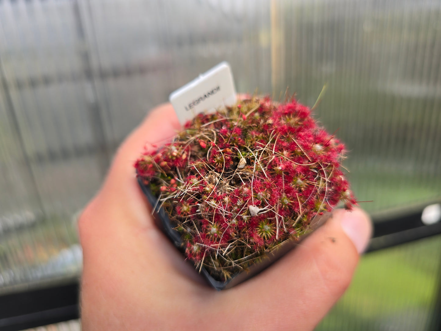 Drosera 'Legrandii' - Pygmy Sundew