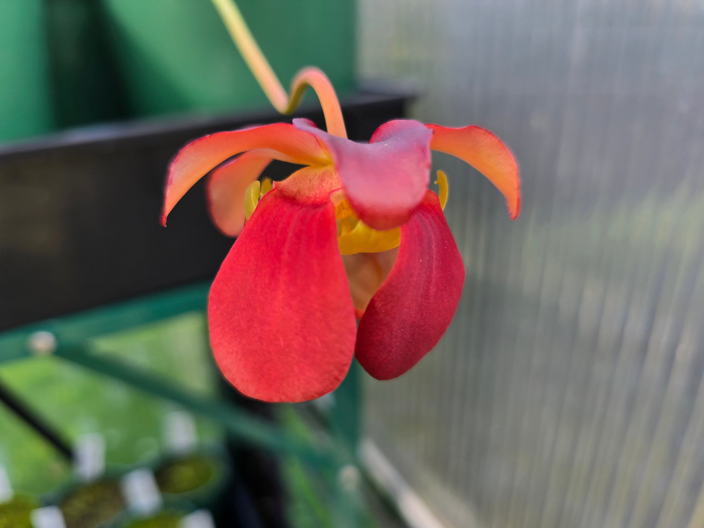 Sarracenia 'Chelsonii' - Maroon Form - American Pitcher Plant