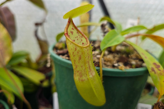 Nepenthes ventricosa x sanguinea - Highland Tropical Pitcher Plant