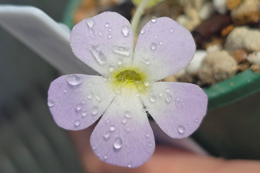 Pinguicula pilosa - Mexican Butterwort